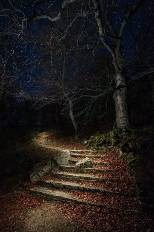 Fotografía nocturna. La entrada al bosque