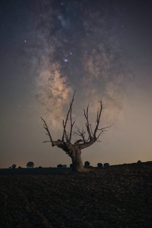 El árbol y la Vía Láctea